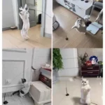 Іграшка дразнилка для котів сіра мишка-1