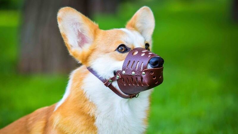 Намордник закритий для собак малих порід коричневий шкіряний №3-2