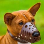 Намордник закритий для собак малих порід коричневий шкіряний №3-1