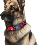 Нашийник для собак нейлоновий WAUDOG Nylon малюнок Графіті 28-40 см-1