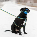 Повідець з нейлону, малюнок Colors of freedom, ширина 15 мм, довжина 122 cм-1