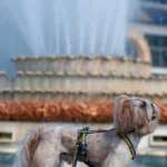 Шлея для собак анатомічна Н-подібна WAUDOG QR паспортом Color of Freedom, розмір L-2