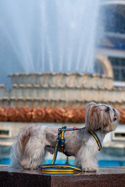 Шлея для собак анатомічна Н-подібна WAUDOG QR паспортом Color of Freedom, розмір L-8