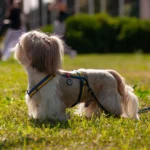 Шлея для собак анатомічна Н-подібна WAUDOG QR паспортом Color of Freedom, розмір S-1