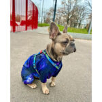 Вітровка для собак WAUDOG Clothes, малюнок NASA21 XS22, В 30-34 см, С 19-21 см-1