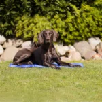 Охолоджуючий килимок Trixie для собак і кішок синій нейлон XXL 110х70 см-1