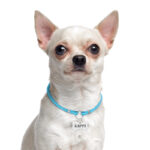 Шнурок для адресників Barksi з паракорду для собак та котів блакитний-1